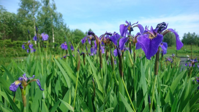 Iris setosa